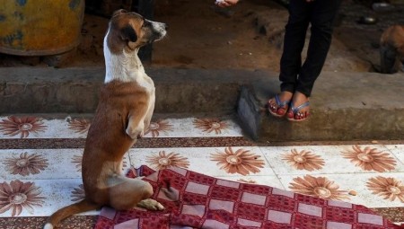 وصفت بالكلبة المناضلة.. روكي تصل إلى لندن