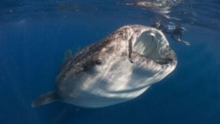 الرجل الذي ابتلعه حوت يروي قصته