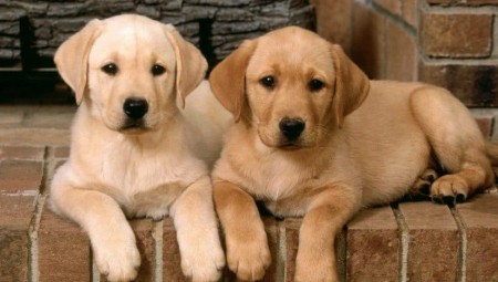 الكلاب العربية ممنوعة من السفر إلى الولايات المتحدة الأميركية