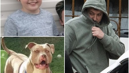 بريطانيا.. المالك السابق للكلب الذي قتل الطفل باعه قبل أيام من الحادثة قائلاً: إنه وحش