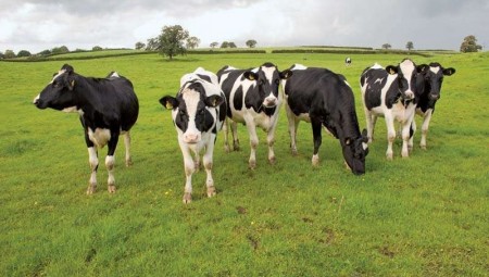 جنون البقر في بريطانيا يدفع الكويت لحظر استيراد الأبقار منها