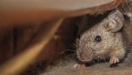 الفئران تغزو وستمنستر وزعيمة مجلس العموم تستعين بقطتها