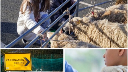 بريطانيا.. NSH تستعين بالأغنام لـ تهدئة الأطفال أثناء تلقيهم لقاحات كورونا