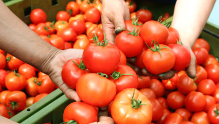 متسوقون يشكون اختفاء الطماطم من الأسواق.. وسلسلة موريسونز توضح
