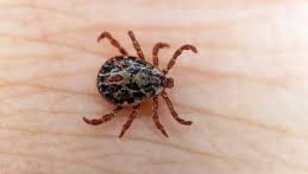 إنجلترا: رصد حالة إصابة مؤكدة بحمى القرم والكونجو النزفية