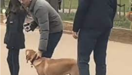 فيديو: رئيس وزراء بريطانيا يخالف القوانين مرة أخرى.. والشرطة توقفه