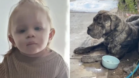 طفلة عمرها عامان تتعرض لهجوم شرس من قبل كلب عائلتها.. وفرق الطوارئ تصادر الكلب