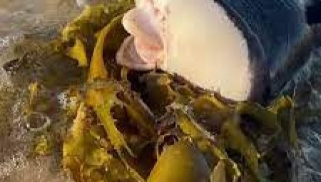 فيديو من أستراليا : ظهور كائن بحري غريب على شواطئ سيدني