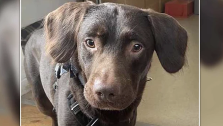 بريطانيا: كلب مدمن على الكحول يدخل إلى العناية المركزة بعد وفاة مالكه المدمن