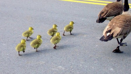 الشرطة تحقق مع سائق شاحنة دهس ثلاث بطات