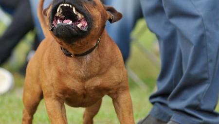 بريطانيا..كلب برفقة صاحبه يهجم على سيدة  كانت تقود دراجتها الهوائية في لانكستر