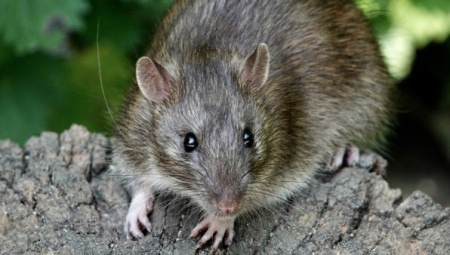 جرذان بحجم القطط تجتاح منطقة في إنجلترا… والمجلس المحلي يفرض رسوماً إضافية لمكافحتها