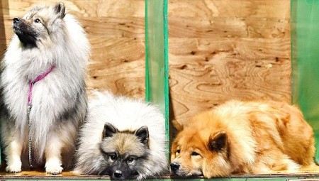 معرض كرافتس للكلاب في إنكلترا يحظر مشاركة الروس