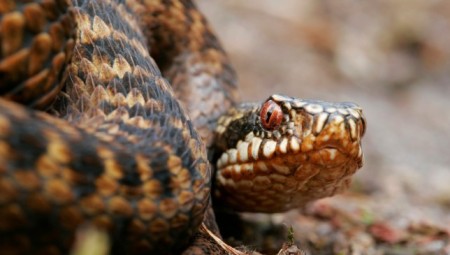 مجلس في ويلز يحذر ملاك الكلاب من ثعابين سامة منتشرة على طول ساحل بريطانيا