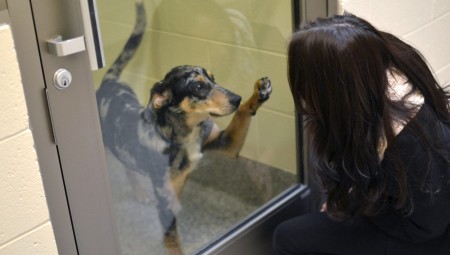 غلاء المعيشة يجبر البريطانيين على التخلي عن حيواناتهم الأليفة