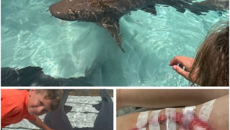 طفل بريطاني يتعرض لهجوم أسماك القرش بعد أن بدأ الناس بإلقاء الغداء لهم في البحر