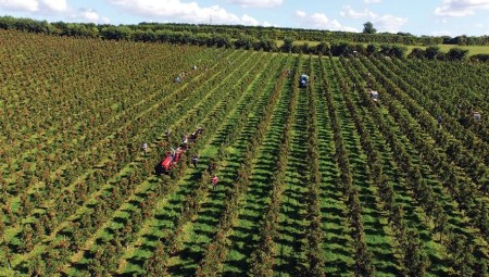 بريطانيا تهدر ما قيمته 22 مليون جنيها إسترلينيا من الخضروات والفواكه