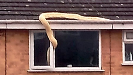 بريطانيا... ثعبان ضخم يتسلق على أسطح أحد البيوت في هامبشاير ويعبر من النافذة
