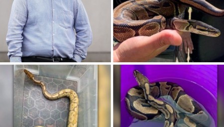 بريطاني يلقى بثلاثة ثعابين في جردل صغير بالقرب من مدرسة... والسبب أزمة تكاليف المعيشة