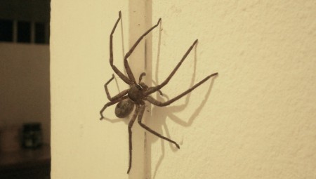 بريطانيا... خبراء التنظيف يكشفون عن طرق سهلة لإبعاد العناكب من المنزل بتكلفة أقل من 30 بنسًا