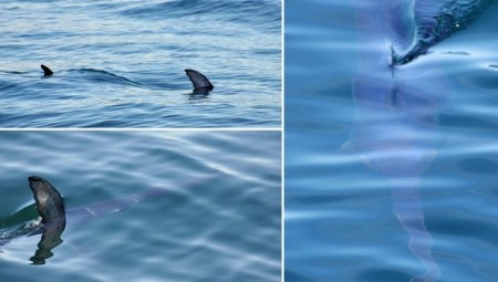 فيي حدث نادر... رصد سمكة أبو سيف طولها 3 أمتار في مياه المملكة المتحدة