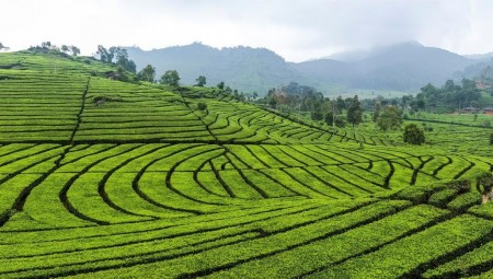 بريطانيا .. منتجات زراعية تتلف لعدم توفر شارين أوروبيين