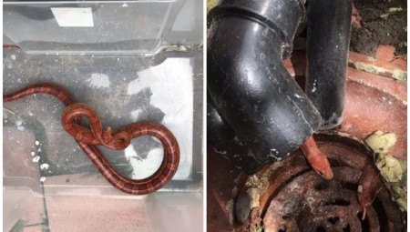 سيدة بريطانية تصاب بالرعب بعد عثورها على ثعبان طليق في حديقة منزلها