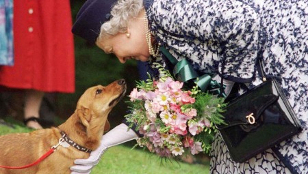 الأمير أندرو يتبنى كلبي والدته الملكة الراحلة إليزابيث الثانية