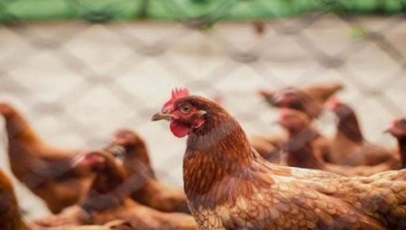 انتشار إنفلونزا الطيور في محمية بريطانية... ووزارة الزراعة تطوق المنطقة للسيطرة على المرض