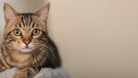 منظمات بريطانية تحذر من شراء القطط عن طريق الإنترنت