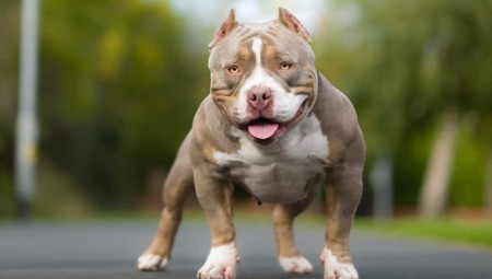 تعرض امرأتين لهجوم من كلب Bully XL في ستافوردشاير مما استدعى نقلهن للمستشفى