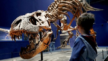 أرقام قياسية في مزاد نيويوركي وبيع هيكل عظمي لديناصور لقاء 12 مليون دولار