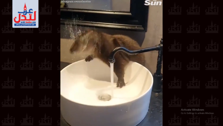 شاهد: قندس يستحم في حوض غسيل ويستمتع بوقته تحت الماء