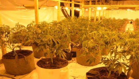سجن 8 مجرمين انتحلوا صفة كهربائيين لتشغيل مزارع القنب في المملكة المتحدة