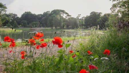 إخلاء حديقة بيكينهام بليس في لندن بعد اختفاء صبي في المياه