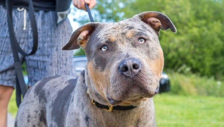 خريطة: أكثر من 20 ألف هجوم كلاب منذ حظر XL Bully... هل منطقتك آمنة؟