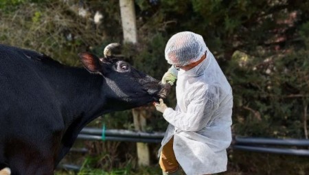 كارثة زراعية تهز أوروبا: الحمى القلاعية تعود بعد 50 عامًا وتغلق الحدود!