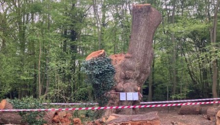 مالك مطعم مهدد بدفع مليون جنيه إسترليني بعد قطع شجرة بلوط عمرها 400 عام