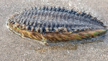 مخلوق بحري يشبه الكائنات الفضائية يظهر على شواطئ ويلز ويثير الذعر