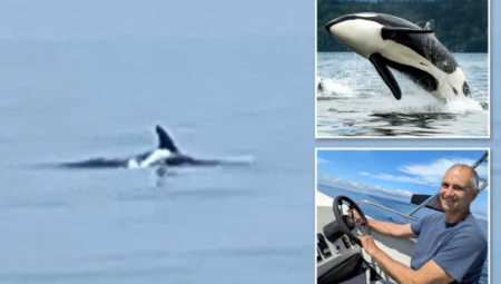 ظهور مفاجئ لسرب من الحيتان القاتلة في مياه القناة الإنجليزية