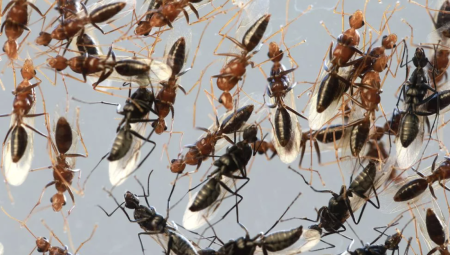 خبراء يحذّرون: أكبر غزو للنمل الطائر منذ سنوات سيحدث خلال أيام