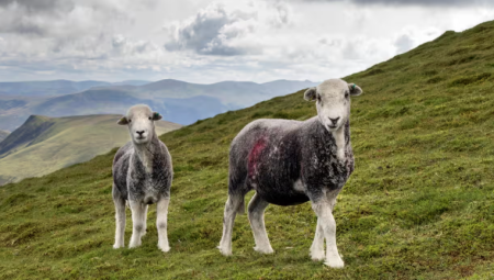 خطة بريطانية تثير قلق المزارعين: الحكومة تدرس إقصاء أراضٍ من الإنتاج الغذائي لحماية الطبيعة