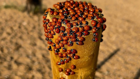 بريطانيا تشهد أكبر غزو للخنافس منذ 1976 مع ارتفاع درجات الحرارة