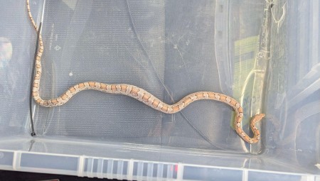 العثور على أفعى ضالة في محل سمك وبطاطا جنوب شرق لندن