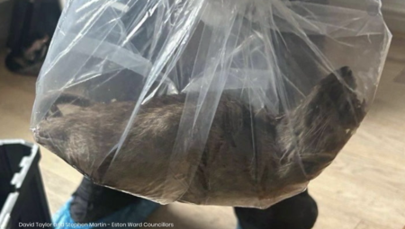 تحذيرات صحية في بريطانيا بعد تسجّل أكثر من نصف مليون بلاغ عن جرذان خلال 3 سنوات