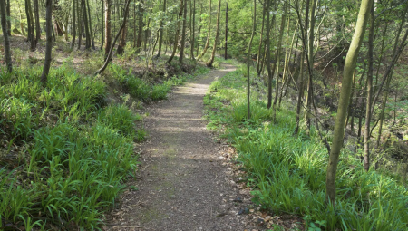 وفاة امرأة إثر سقوط غصن شجرة في متنزه ببلاكبيرن