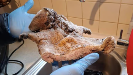 شرطة لندن تضبط 11 كجم من لحوم الفئران والظباء الخطيرة صحياً في مداهمة أمنية