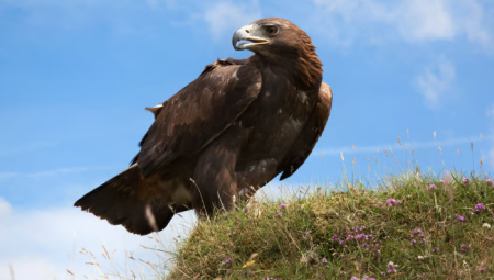 عودة مرتقبة للنسر الذهبي إلى إنجلترا بعد تمويل حكومي جديد