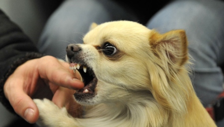 قفزة تفوق 200% في وفيات عضّات الكلاب خلال عام واحد