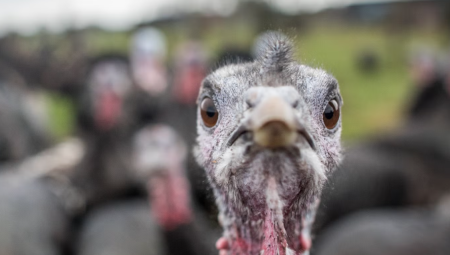 إنفلونزا الطيور تهدد موائد عيد الميلاد: مخاوف من نقص حاد في الديك الرومي ببريطانيا